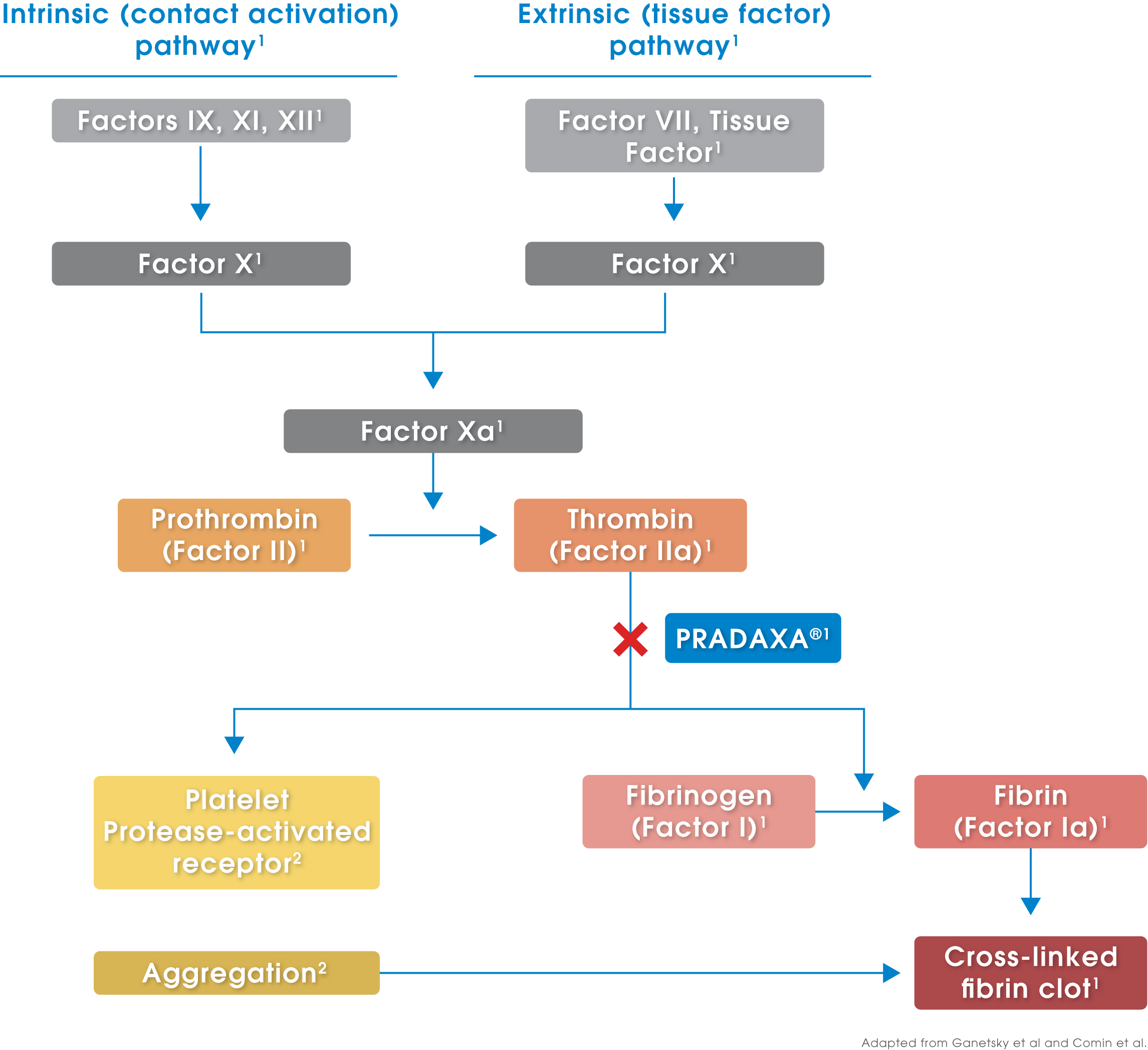 mechanism-of-action-boehringerone